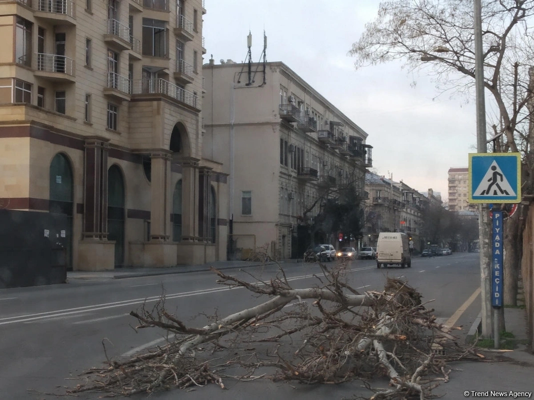 Сильный ветер повалил деревья в Баку